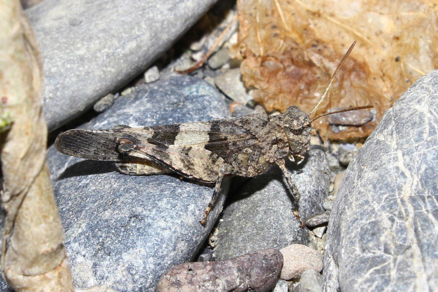 Acrididae da determinare-1- ???